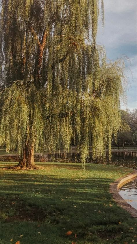 Willow Tree Aesthetic Painting, Willow Tree Wallpaper Aesthetic, House With Willow Tree, Weeping Willow Tree Front Yard, Trees For Backyard Landscaping, Large Willow Tree, Large Tree Aesthetic, Weeping Willow Wallpaper, Willow Trees Aesthetic