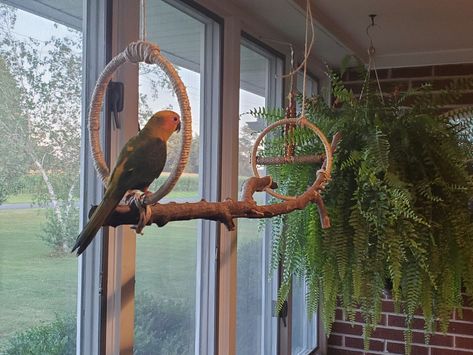 Easy to make hanging bird room perch.  A stick you like the shape of, couple of quilting hoops properly sized, wrap them in hemp, tie it together.. boom.. you have a hanging perch, or base to a whole play gym! .. I will be elaborating on this Hanging Bird Cage Pet, Bird Room Aviary, Bird Corner Ideas, Cool Bird Cage Ideas, Macrame Bird Toys, Diy Parrot Perch, Bird Perch Diy, Diy Bird Toys Conure, Parrot Room Ideas