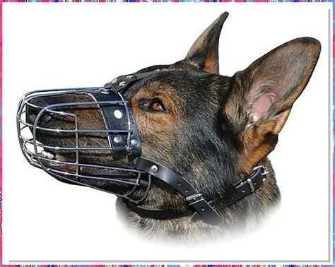 Looking for the perfect way to keep your furry friend safe and stylish? Check out our top dogs muzzles collection! From breathable designs to trendy patterns, we have everything you need to keep your pup looking their best while staying secure. Shop now and give your dog the protection they deserve. Dog Oc, Dog Muzzles, Dog Equipment, Dog Muzzle, Dog Nose, Puppy Face, Dog Safety, Bad Dog, Wire Basket