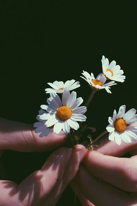 Flor Iphone Wallpaper, Daisy Wallpaper, Flower Close Up, Flowers Photography Wallpaper, Trening Fitness, Flower Iphone Wallpaper, Sunflower Wallpaper, Hands Holding, Close Up Photography