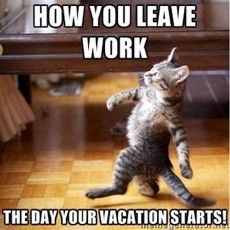 These Animals Sum Up Our True Feelings About Going On Vacation (Memes) Vacation Quotes Funny, Vacation Meme, Work Funnies, Real Estate Memes, Now Quotes, Work Funny, Leaving Work, Vacation Humor, Vacation Quotes