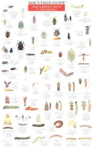 Insect Identification, Parasitic Worms, Squash Bugs, Plant Bugs, Bad Bugs, Garden Books, Garden Bugs, Stink Bugs, Homestead Farm