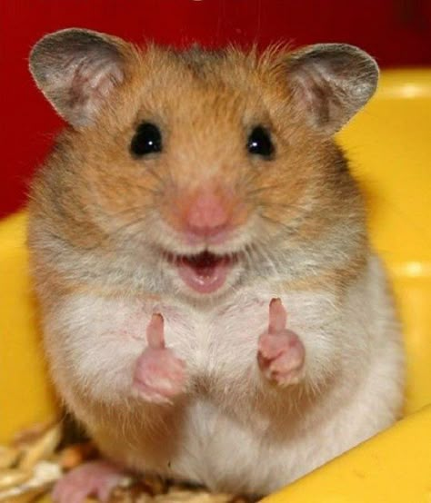 pinning just so I have this picture to reply to someone when they text me something stupid. Smiling Animals, Funny Hamsters, A Hamster, Pet Day, Cute Hamsters, Animal Jokes, Cute Animal Pictures, Happy Animals, Hamsters