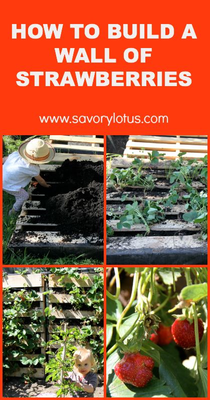 How to Build a Wall of Strawberries | savorylotus.com Strawberries Growing, Grow Strawberries, Pallet Gardening, Vertical Vegetable Garden, Strawberry Garden, Build A Wall, Growing Strawberries, Strawberry Plants, Pallet Garden