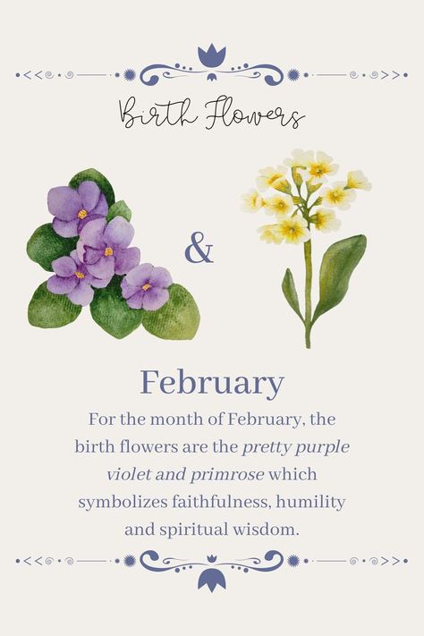 Violet Flower February, Purple Flowers Meaning, Violets And Primrose, Primrose Flower Meaning, Primrose Violet Tattoo, February Month Flower, February Flower Tattoo With Name, Birth Flower For February, February Flower Drawing