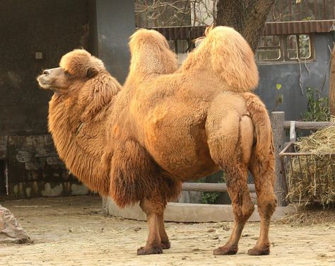 CAMELINI (CAMEL) TRIBE SPECIES #1 (of 3): "Camelus bactrianus (Bactrian Camel, whose name comes from the ancient historical region of Bactria) is a large, even-toed Ungulate native to the steppes of Central Asia. The Bactrian camel has two humps on its back, as does the wild Bactrian camel (a separate species). Its population of 2 million exists mainly in the domesticated form. Wikipedia." [Image: "A Bactrian camel in the Shanghai Zoo - Bactrian camel - Wikipedia."] Bactrian Camel, Endangered Animals, Animal References, Endangered Species, Mongolia, Wild Life, Wild Animals, Animal Kingdom, Llama