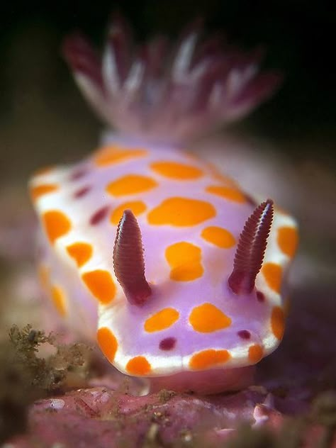 nudibranch by Doug Anderson    Ceratosoma amoenum. Bare Island, Botany Bay Sea Bunnies, Cool Sea Creatures, Sea Bunny, Sea Beans, Sea Slugs, Deep Sea Creatures, Sea Snail, Sea Slug, Beautiful Sea Creatures