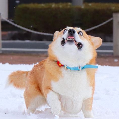 This Corgi Has Perfectly Hilarious Expressions For Every Occasion And These 14 Are Our Favorites – InspireMore Welsh Corgi Pembroke, Herding Dogs Breeds, Dog Dna Test, Corgi Funny, Corgi Puppy, Cute Corgi, Pembroke Welsh Corgi, Sweet Dogs, Corgi Dog