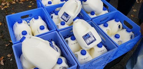 Kroger is purchasing 200,000 gallons of fluid milk from dairy farmers who have struggled to find new buyers to purchase their excess supply (much of which was originally destined for foodservice and schools before the pandemic hit). The milk will be redirected to Feeding America's network of food banks across the country. Houston Food, Dairy Industry, Farm Projects, America Food, Food Insecurity, Feeding America, Community Organizing, Dairy Farms, Food Bank