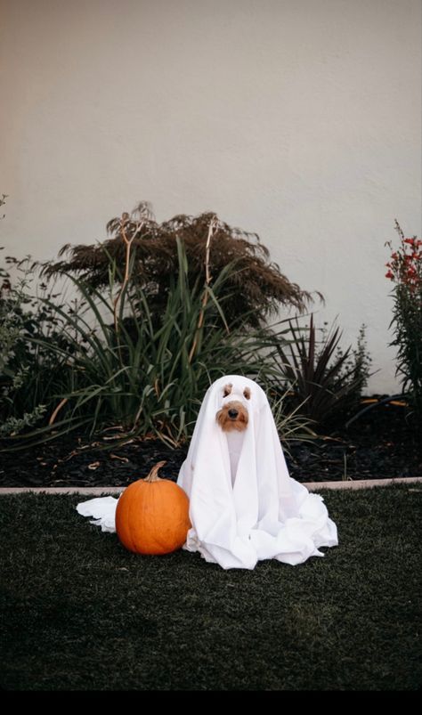 Puppies In Halloween Costumes, Dogs In Ghost Costume, Dog Ghost Halloween Costume, Dogs As Ghosts, Pictures Of Dogs Pet Photography, Ghost Sheet Photoshoot With Dog, Pumpkin Dog Photoshoot, Halloween Costumes For Puppies, Halloween Pictures With Dogs