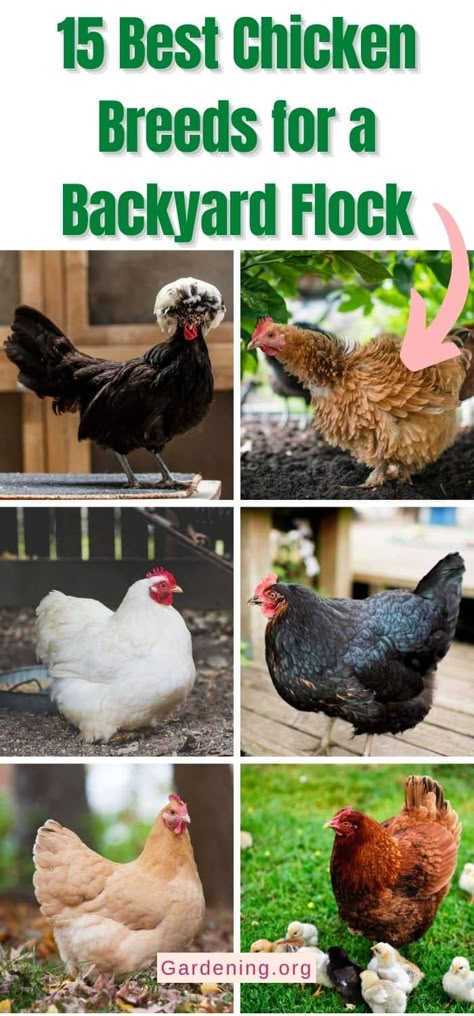 Chicken Species, Small Chicken Breeds, Chicken Breeds Chart, Chicken Breeds For Eggs, Best Chicken Breeds, Rare Chicken Breeds, Chickens Breeds, Chickens Backyard Breeds, Laying Chickens Breeds