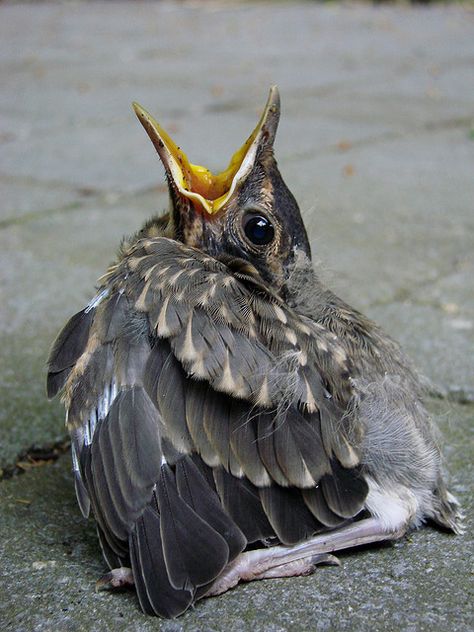 Help, can somebody explain my body parts to me, please? I don't think I did that self-assemble thing right! Baby Robin, American Robin, Birds Nests, Baby Birds, Kinds Of Birds, Baby Bird, Backyard Birds, Pretty Birds, For The Birds