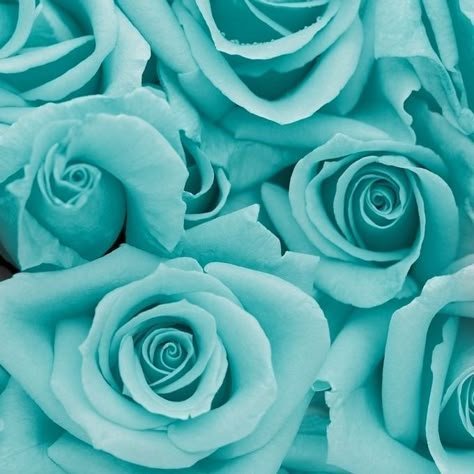 Aesthetic Turquoise, Aqua Aesthetic, Teal Aesthetic, Turquoise Aesthetic, Couleur Rose Pastel, Mint Aesthetic, Flower Background Iphone, Turquoise Wallpaper, Light Blue Aesthetic