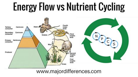 Differences between Energy Flow and Nutrient Cycling in an ecosystem. Simplified explanation for concept clarity Science Food Chains, Nutrient Cycle, Trophic Level, Biology Resources, Food Chains, Plant Nutrients, Plant Science, Natural Science, Food Chain