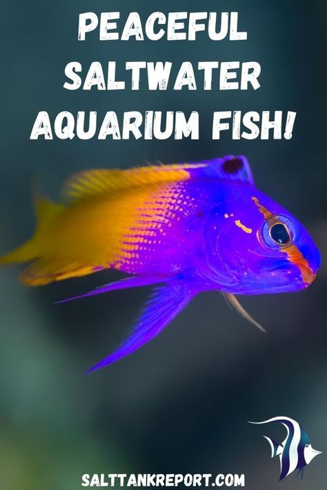 #saltwaterfish #saltwaterfishforbeginners #saltwateraquariums Salt Water Aquarium Ideas, Salt Water Fish Tank, Reef Tank Aquascaping, Fish For Beginners, Salt Water Tank, Saltwater Aquariums, Salt Water Aquarium, Saltwater Aquarium Fish, Aquatic Pets