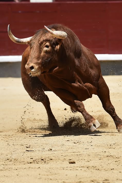 Abundance Charging Bull Photography, Bull Reference, Bull Aesthetic, Male Cow, Western Animals, Bull Photo, Bull Portrait, Bull Photography, African Animals Photography