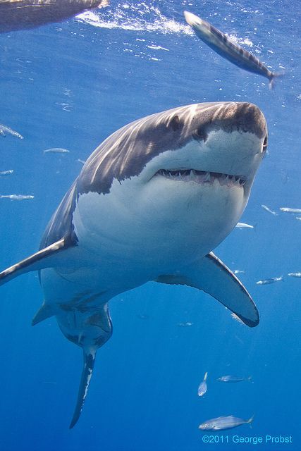 Save The Sharks, Shark Pictures, Fauna Marina, Shark Swimming, Cute Shark, Underwater Creatures, White Sharks, Great White Shark, Great White