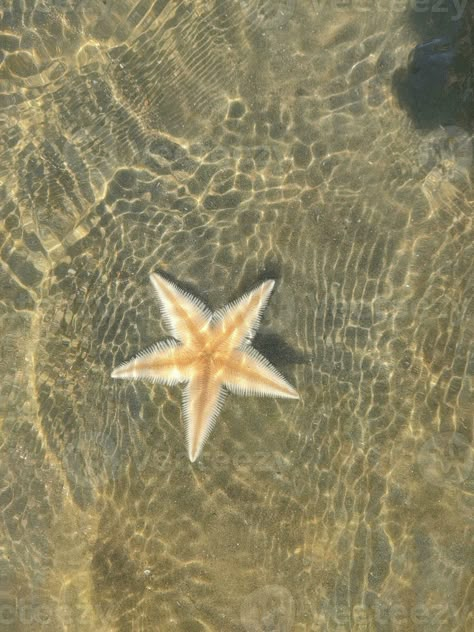 Beach Phone Aesthetic, Soft Beach Aesthetic, Starfish Photography, Cox's Bazar, Mermaid Aesthetic, Moving To Florida, Sea Photo, Star Fish, Ocean Vibes