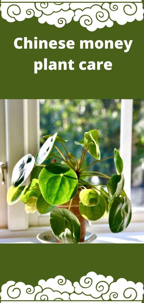 Getting a Chinese money plant from a friend is the best way to start in most places. They didn’t sell in many plant centers or garden stores, which could be even though they developed too slowly for nurseries to make money off of them. #chinesemoneyplant #chinesemoneyplantcare #chinesemoneyplantpropagation #chinesemoneyplantcaretips #chinesemoneyplantindoor #chinesemoneyplantourdoor #chinesemoneyplantproblems Money Plant Propagation, Chinese Money Plant Care, Money Plant Care, Monkey Plant, Scandinavian Homes, Gardening Guide, Money Plan, Chinese Money Plant, Plant Propagation