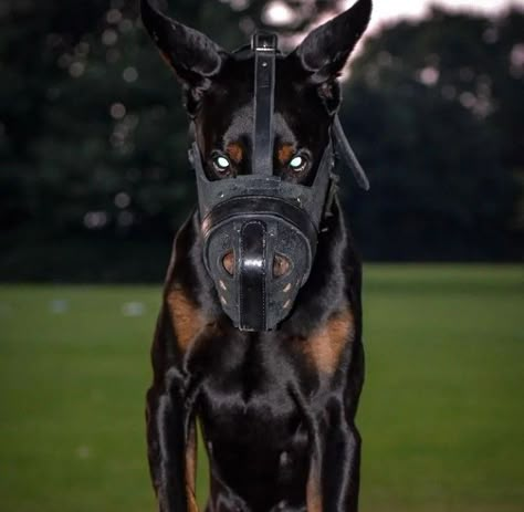 Dog Muzzle Aesthetic, Doberman Muzzle, Angry Dog, Big Dog Breeds, Scary Dogs, Scary Animals, Dangerous Dogs, Dog Muzzle, Doberman Dogs