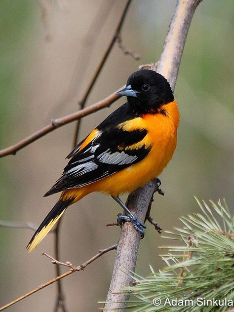 Atlas Photo Gallery - Baltimore Oriole - Wisconsin Society for Ornithology Baltimore Orioles Tattoo, Orioles Tattoo, Baltimore Orioles Birds, Cute Owl Tattoo, Oriole Bird, Baltimore Oriole, Beautiful Bugs, Nature Birds, Ap Art