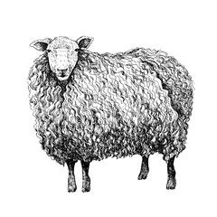 Sheep Sketch, Animal Line Art, Sheep Drawing, Sheep Illustration, Smartwool Socks, Sheep Art, Line Art Drawing, Sketch Style, Oita