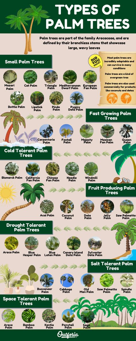 Date Trees Palms, Tropical Plants Backyard, Landscape Design Palm Trees, Front Yard Landscaping Palm Trees, Types Of Palm Trees Outdoor, Arizona Palm Trees Landscaping Ideas, Outdoor Palm Trees, Mediterranean Palm Tree, Palm Tree In Pot Outdoors