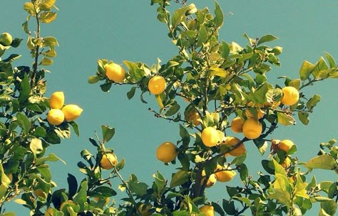 Color Study, Summer Mood, Lemon Tree, Color Studies, Yellow Aesthetic, Instagram Summer, Nature Aesthetic, Strawberry Shortcake, Lemonade