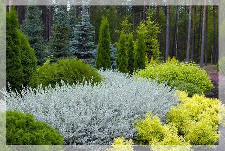 Salix nitida (creeping willow) Evergreen Landscape, Leyland Cypress, Silver Plant, Rock Garden Plants, Deer Resistant Plants, Blue Plants, Gardening Trends, Park Landscape, Garden Types