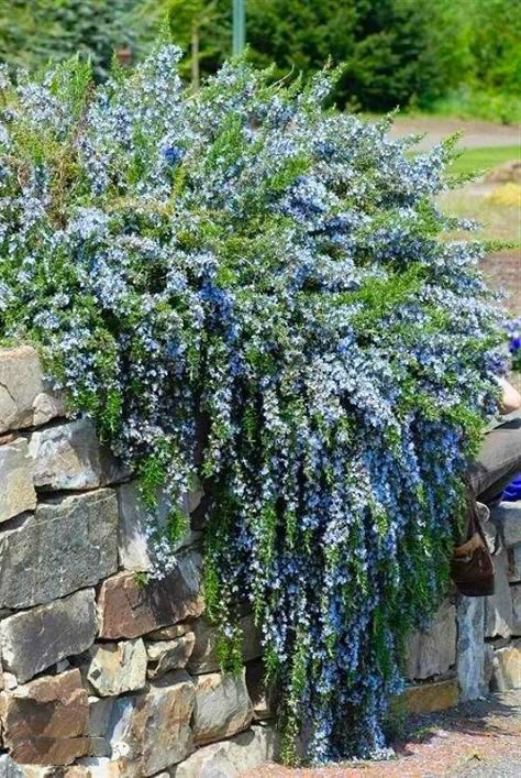 Rosmarinus Officinalis, Mediterranean Garden, Garden Yard Ideas, Evergreen Shrubs, Kew Gardens, Yard And Garden, Garden Cottage, Lawn And Garden, Backyard Landscaping Designs