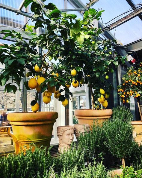 Lemon Tree In Pot Patio, Lemon Tree Greenhouse, Balcony Lemon Tree, Potted Lemon Tree Patio, Lemon Tree Potted Outdoors, Potted Citrus Trees, Nail Lemon, Citrus Trees In Pots, Lemon Trees In Pots