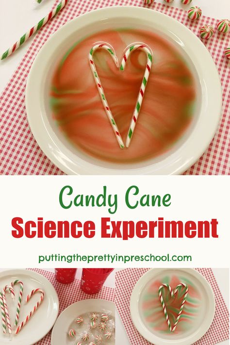 This easy-peasy candy cane science experiment shows immediate results and brings the WOW factor, perfect for little learners! Candy Cane Science Experiment Preschool, Candy Cane Dissolving Experiment, Fizzy Candy Cane Experiment, Fizzing Candy Cane Experiment, Melting Candy Canes, Easy Christmas Science Experiments For Kids, Peppermint Experiment, Preschool Christmas Science Activities, Candy Cane Experiment Preschool