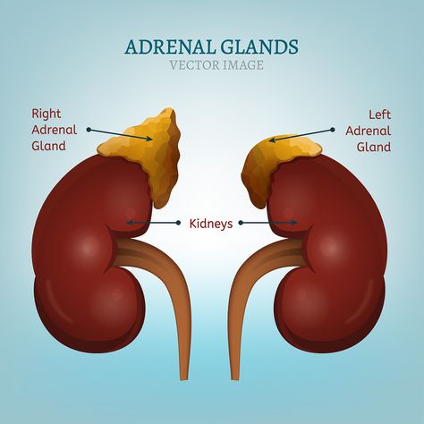 Pituitary Gland Tumor, Signs Of Adrenal Fatigue, Adrenal Fatigue Symptoms, Adrenal Gland, Learn Yoga Poses, Kidney Pain, Human Biology, Body Chemistry, Addisons Disease