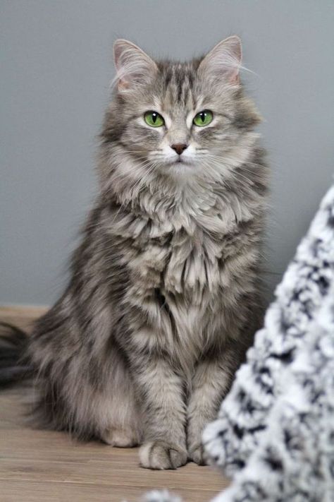 Les propriétaires de chats sont parfaits Image Chat, Gray Cat, Grey Cat, Beautiful Cat Breeds, Cute Kittens, Warrior Cats, Beautiful Cat, Pretty Cats, Tabby Cat