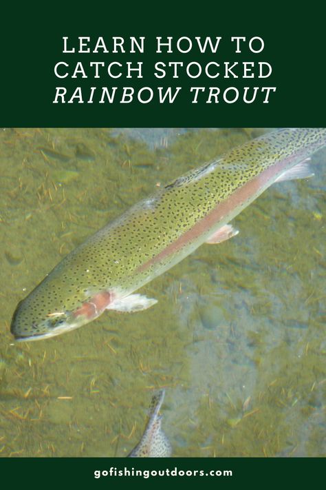 Fishing For Trout, Beginner Fishing, How To Catch Trout, Fishing Knowledge, Homemade Shotgun, Trout Fishing Gear, Trout Recipe, Center Console Fishing Boats, Trout Fishing Lures