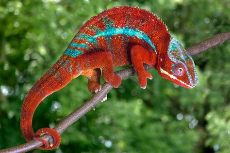 I photographed this panther chameleon during my semi-annual frog and reptile workshop in St. Louis. It is native to Madagascar, and the red coloration was especially striking. We photograph these ... Coolest Animals, Diy Guinea Pig Cage, Panther Chameleon, Chameleon Art, Warhammer Age Of Sigmar, Army Colors, Beautiful Angels Pictures, Guinea Pig Cage, Senior Project