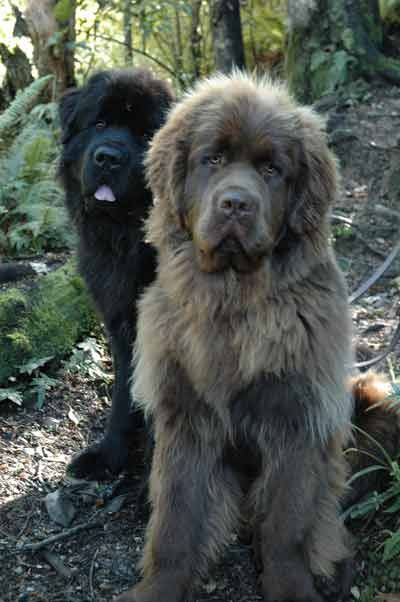 If we move out into the county dad said that we could get another dog... I want this one! And call him Bear! #NewfoundlandDog Massive Dog Breeds, Massive Dogs, Pet Anime, Newfoundland Puppies, Tibetan Mastiff, Terra Nova, Newfoundland Dog, Dog Info, Fluffy Dogs