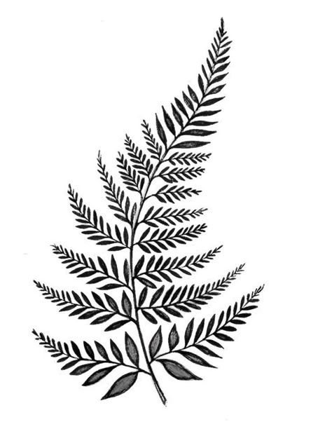 Fern Tattoo Drawing, Fern Leaves Drawing, Fern Leaf Tattoo Design, Long Leaf Tattoo, Big Leaf Tattoo, Tattoo Ideas Leaf, Plants Tattoo Design, Fern Outline, Fern Leaf Drawing