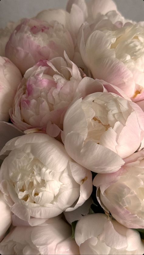 Pink Peonies Aesthetic, Peonies Aesthetic, Flores Wallpaper, Peonies Wallpaper, Peony Wallpaper, Nothing But Flowers, Flower Therapy, Peonies Bouquet, Beautiful Bouquet Of Flowers