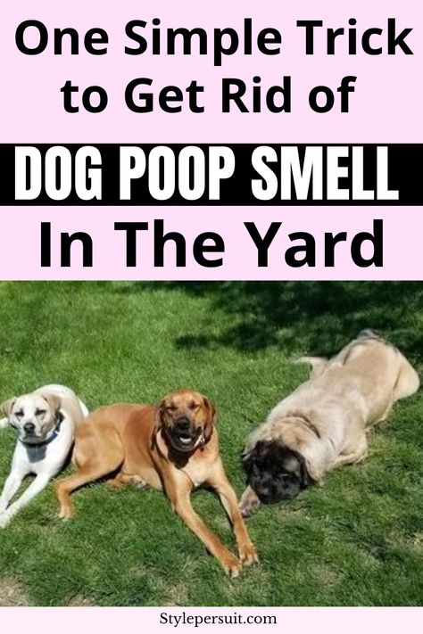 Removing dog poop smell from your yard involves a combination of cleaning up the waste, treating the affected area, and maintaining good hygiene practices. Here's a step-by-step guide: #cleaning #dog #health #yard Dog Poop Area, Dog Pee Smell, Pet Odor Remover, Pee Smell, Smelly Dog, Chicken Poop, Dog Behavior Training, Good Hygiene, Dog Urine