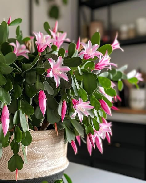 Master the art of propagating: Grow your own Christmas cactus from cuttings with this step-by-step guide Propagating Christmas Cactus, Christmas Cactus Propagation, Christmas Cactus Plant, Holiday Cactus, Divorce Court, Photos Of Flowers, Diy Bead Embroidery, Green Houses, Flower Plants