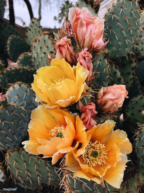 Cactus Color Palette, Kaktus Dan Sukulen, Opuntia Cactus, Arizona Cactus, Blooming Cactus, Acrylic Landscape, Prickly Pear Cactus, Desert Flowers, 강아지 그림