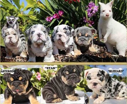 Mini English Bulldog (Shrink-a-bull) Merle English Bulldog, Miniature English Bulldog, Miniature Bulldog, English Bulldog For Sale, Blue Bulldog, English Bulldog Care, Wwe The Rock, Olde English Bulldogge, Cute Bulldog Puppies