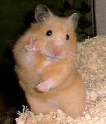 Hamster Pics Funny, Animal Pfp Cartoon, Goofy Animals Pictures, Crazy Animal Pictures, Funny Animal Photos Hilarious Faces, Cute Funny Hamsters, Funny Cute Animal Photos, 0 5 Pictures Animals, Hamster Memes Funny