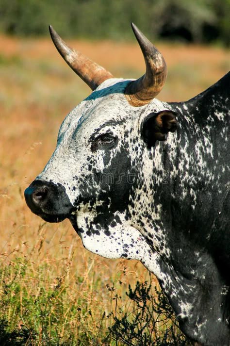 Nguni bull. Close up of black and white spotted Nguni bull with yellow grass in , #sponsored, #black, #white, #spotted, #Nguni, #bull #ad Bull Reference, Painting Cow Print, Farmer Aesthetic, Cattle Painting, Bull Photo, Simmental Cattle, Nguni Cows, Nguni Cattle, Black And White Cows