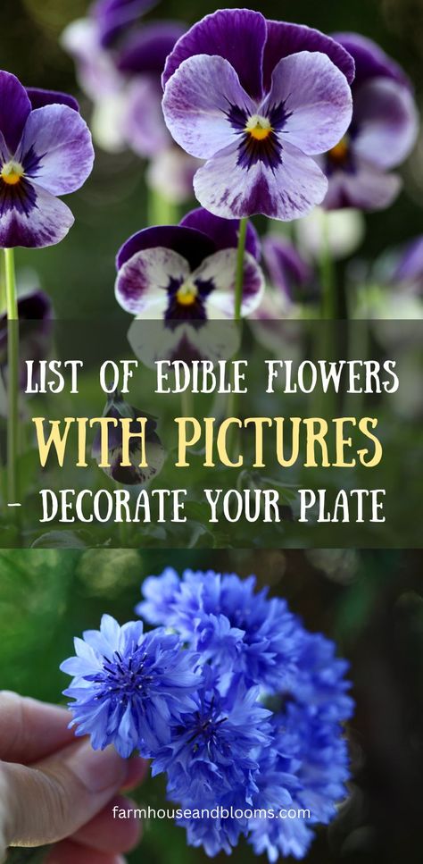 two pictures of edible flowers, one of pansies and violas, and one of blue bachelor buttons Bergamot Flower, Edible Flower Garden, Flowers Feed, Elderberry Flower, Phlox Flowers, Yarrow Flower, Edible Flowers Recipes, Wild Food Foraging, Medical Herbs