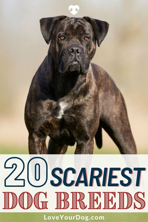 Protective Dog Breeds, Bull Mastiff Dogs, Dog Breeds Chart, Aggressive Dog Breeds, Family Dogs Breeds, Guard Dog Breeds, Working Dogs Breeds, Mastiff Breeds, Protective Dogs