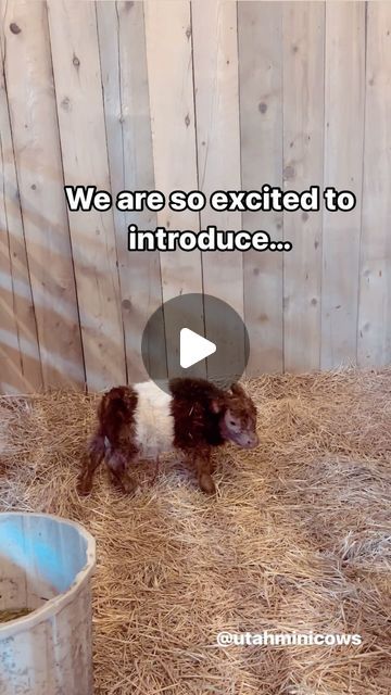 321K views · 58K likes | Utah Mini Cows on Instagram: "🫶🏻Meet Tilly!!!! Our latest tiny tiny little belted heifer. She is 75% mini highland. We are so excited for this one!!!" Cute Cow Stuff, Mini Highlander Cows, Mini Highland Cow, Mini Cows, Fluffy Cows, Cute Cows, Beautiful Animals, Highland Cow, Animals Beautiful