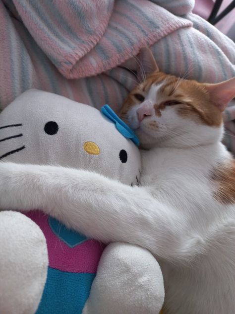 Cat Hugging Plushie, Cat Hugging, Cat Hug, Cat Images, Cat Background, Hello Kitty Aesthetic, Hello Kitty My Melody, Cat Person, Cat Sleeping