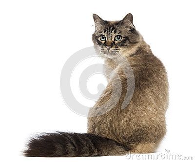 Rear View Cat Sitting Stock Photos, Images, & Pictures - 106 Images Cat Sitting From Behind, Cat Sitting Back View, Cat Sitting Pose, Cats From Behind, Cat Back View, Cats Poses, Sit Pose, American Clipart, Cat Poses